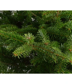 Nordmann-Tanne, Ca. 100-125 Cm, Im Topf Gewachsen -Gartenbedarf Verkäufe 2024 8995953 WE DE 001 AbiesNordmannianaNordmanntanne100 125Container8LiterDehnerExpressHerzig