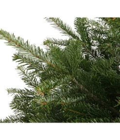 Nordmann-Tanne, Ca. 75-100 Cm, Gesägt, Mit Holzkreuzständer -Gartenbedarf Verkäufe 2024 8996100 WE DE 001 AbiesNordmannianaNordmanntanne75 100HKGesaegtDehnerExpressHerzig