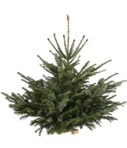Nordmann-Tanne, Ca. 75-100 Cm, Gesägt, Mit Holzkreuzständer