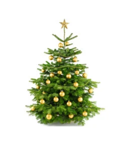 Nordmann-Tanne, Ca. 100-150 Cm, Gesägt -Gartenbedarf Verkäufe 2024 8996480 BildFS 004 AbiesNordmannStandard