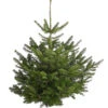 Nordmann-Tanne, Ca. 100-150 Cm, Gesägt -Gartenbedarf Verkäufe 2024 8996480 PR FS 001 NordmannKleinDehnerExpressHerzig