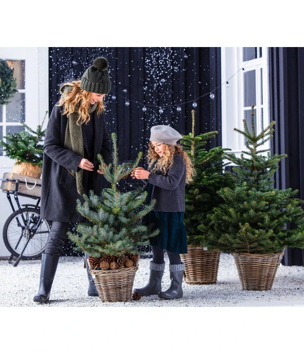 Stech-Fichte, Ca. 80-100 Cm, Im Topf Gewachsen 4 Stech-Fichte, Ca. 80-100 Cm, Im Topf Gewachsen – Bild 2