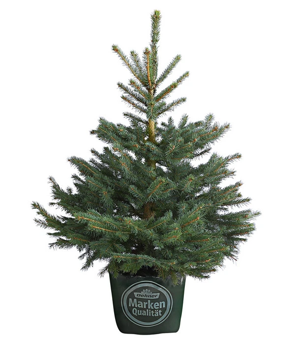 Stech-Fichte, Ca. 80-100 Cm, Im Topf Gewachsen 3 Stech-Fichte, Ca. 80-100 Cm, Im Topf Gewachsen