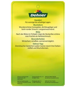 Stechpalme 'Heckenfee' -Gartenbedarf Verkäufe 2024 AmerikanischerIlexHeckenfee Etikett 2