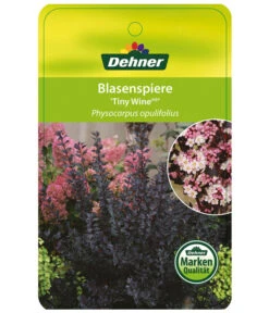 Blasenspiere 'Tiny Wine' -Gartenbedarf Verkäufe 2024 BlasenspiereTinyWine Etikett 1