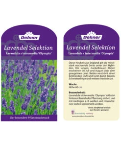 Lavendel 'Olympia' -Gartenbedarf Verkäufe 2024 LavendelOlympia