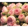 Edelrose - Noblesse® Spray Rose 'Lovely Rokoko®'