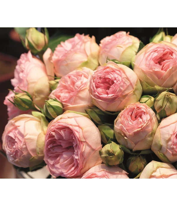 Edelrose - Noblesse® Spray Rose 'Lovely Rokoko®' 3 Edelrose - Noblesse® Spray Rose 'Lovely Rokoko®'