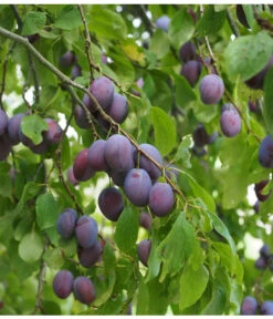 Zwetschge 'Kulinaria-Toptaste' -Gartenbedarf Verkäufe 2024 M200006349 WE MO 001 ZwetschgeKulinariaToptastePixabay