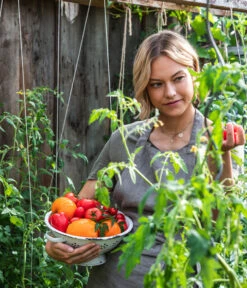 Ochsenherztomate 'Fleurette' -Gartenbedarf Verkäufe 2024 WE MO 001 Ernte Tomate 04