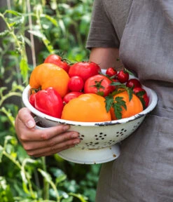 Tomate 'Garance' -Gartenbedarf Verkäufe 2024 WE MO 001 Ernte Tomate 05
