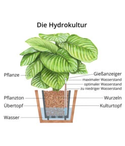 Drachenbaum - Dracaena 'Lemon Lime', Hydrokultur 7 Drachenbaum - Dracaena 'Lemon Lime', Hydrokultur -Gartenbedarf Verkäufe 2024 WE MO Hydrokultur Hydropflanze Grafik 15