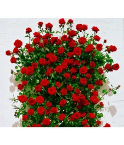 Kletterrosen -Gartenbedarf Verkäufe 2024 X007937915 BildFS 001 KletterroseSantanaSantana