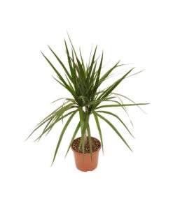 Zimmerpflanzen-Set Drachenhöhle, 4-teilig -Gartenbedarf Verkäufe 2024 X008221137 BildFS 001 DrachenbaumSortenmixDracaenaMix