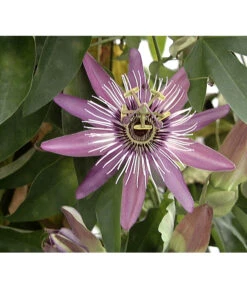 Passionsblume, Sonderfarben 5 Passionsblume, Sonderfarben -Gartenbedarf Verkäufe 2024 X008251886 BildFS 001 BlauePassionsblumePassifloraCaerulea