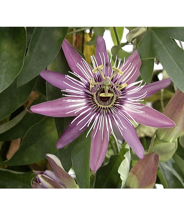 Passionsblume, Sonderfarben 4 Passionsblume, Sonderfarben – Bild 2