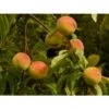 Pfirsich-Aprikose 'Pfirsicose®' 1 Pfirsich-Aprikose 'Pfirsicose®' -Gartenbedarf Verkäufe 2024 peaches 8985 1920